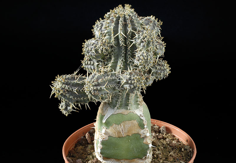 Euphorbia phillipsioides Cm. 7 € 30,00.jpg